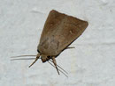 Mythimna ferrago (Kapuzen-Graseule) / NOCTUIDAE (Eulen)
