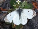 Anthocharis cardamines (Aurorafalter, Weibchen) / PIERIDAE/Pierinae (Weisslinge)