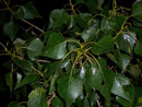 Populus spec. (Pappel) Salicaceae