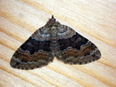 Xanthorhoe ferrugata (Dunkler Rostfarben-Blattspanner) / GEOMETRIDAE/Larentiinae (Spanner)