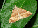 Hypena proboscidalis (Nesselschnabeleule) / NOCTUIDAE (Eulen)