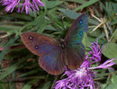 Minois dryas (Blauäugiger Waldportier) / NYMPHALIDAE/Satyrinae (Edelfalter)