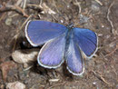 Cupido osiris (Kleiner Alpenbläuling) / LYCAENIDAE/Polyommatini (Bläulinge)