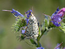 Utetheisa pulchella (Punktbär) / ARCTIDAE/Arctiinae (Bärenspinner)