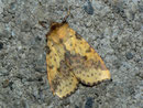 Xanthia togata (Violett-Gelbeule) / NOCTUIDAE (Eulen)