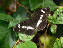 Limenitis camilla (Kleiner Eisvogel) / CH BE Hasliberg 1060 m, 30. 06. 2014