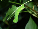 Sphinx ligustri (Ligusterschwärmer) / CH BE Hasliberg 1050 m, 04. 08. 2013 (an Syringa vulgaris, Gew. Flieder)
