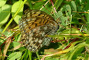 Argynnis aglaja (Grosser Perlmuttfalter) / CH BE Hasliberg 1050 m, 27. 08. 2006