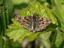 Carcharodus alceae (Malven-Dickkopffalter, Männchen) / CH BE Hasliberg 1070 m, 15. 04. 2014