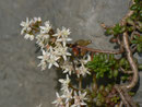 Sedum album (Weisser Mauerpfeffer) / CRASSULACEAE