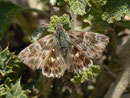 Carcharodus baeticus / HESPERIIDAE/Pyrginae (Dickkopffalter)