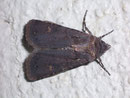Euxoa nigricans (Schwarze Erdeule) / NOCTUIDAE (Eulen)