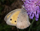 Hyponephele lycaon (Kleines Ochsenauge) / NYMPHALIDAE (Edelfalter)