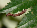 Biston betularia (Birkenspanner, Raupe krank) / CH BE Hasliberg 1050 m, 26. 08. 2017 (gefunden auf Sorbus aucuparia)
