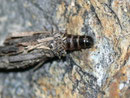 Ptilocephala plumifera (Fächerfühler-Sackträger) / CH VS Jeizinen 1500 m, Felsensteppe, 31. 01. 2011