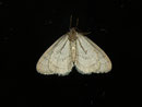 Operophtera brumata (Kleiner Frostspanner) / CH BE Hasliberg 1050 m, 11. 11. 2012