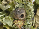 Odontopera bidentata