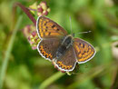 Lycaena tityrus (Brauner Feuerfalter, Weibchen) / CH FR Jaun In den Rissen 1177 m, 28. 05. 2015 
