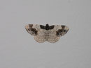 Ligdia adustata (Pfaffenhütchen-Harlekin)