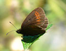 Erebia euryale (Rotgestreifter Mohrenfalter, Männchen) / CH UR Isenthal 1270 m, 17. 08. 2011