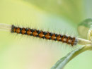Lasiocampa quercus (Eichenspinner) / CH BE Hasliberg 1050 m, 11. 09. 2011, auf Buddleja davidii