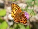 Argynnis niobe (Stiefmütterchen-Perlmuttfalter, Männchen) CH BE Hasliberg 1050 m, 30. 07. 2012