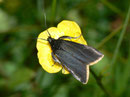 Catastia marginea / PYRALIDAE (Zünsler)