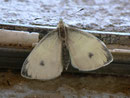 Pieris mannii (Karstweissling, Männchen) / PIERIDAE/Pierinae (Weisslinge)