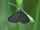 Odezia atrata (Schwarzspanner) / CH UR Brunnital 1120 m, 15. 07. 2013