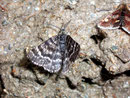 Macaria carbonaria / GEOMETRIDAE/Ennominae (Spanner)