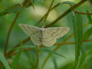 Scopula ternata (Heidelbeer-Kleinspanner) / CH VS Binntal Chälliwald 1600 m, 17. 08. 2016