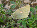 Colias croceus f. helicina (Postillon, Weibchen) E Andalusien, Sierra de Segura, Cazorla und las Villas, Embalse del Tranco 800m, 22. 04. 2012