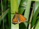 Thymelicus lineola (Schwarzkolbiger Braundickkopffalter) / HESPERIIDAE (Dickkopffalter)
