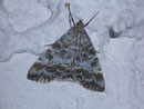 Evergestis sophialis / CRAMBIDAE/Evergestinae (Zünsler)