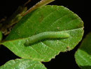 Gonepteryx rhamni (Zitronenfalter,) / CH BE Hasliberg 1100 m, 23. 06. 2016 an Rhamnus pumila
