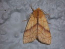 Xanthia citrago (Linden-Gelbeule) / NOCTUIDAE (Eulen)