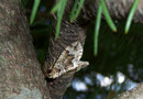Eulithis prunata (Dunkelbrauner Haarbüschelspanner) / GEOMETRIDAE/Larentiinae (Spanner)