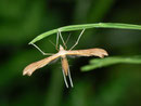 Pterophoridae (Federmotten)