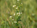 Galium (Labkraut) / RUBIACEAE
