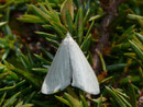 Udea rhododendronalis / CRAMBIDAE/Spilomelinae (Zünsler)