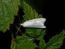 Eana argentana / TORTRICIDAE (Wickler)