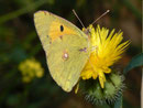 Colias croceus (Postillon, Weibchen) / Griechenland, Kreta, Sodele 150 m, 20. 05. 2011