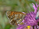 Melitaea phoebe (Flockenblumen-Scheckenfalter) /  CH VS Saas Grund, Furwald 1590 m, 21. 08. 2013