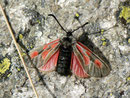 Zygaena exulans (Hochalpen-Widderchen)