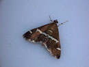 Spoladea recurvalis / CRAMBIDAE/Spilomelinae (Zünsler)