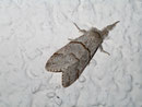 Calliteara pudibunda (Buchen-Streckfuss, Weibchen) / LYMANTRIIDAE (Trägspinner)