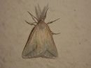 Aspitates collinaria / GEOMETRIDAE (Spanner)