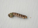 Peribatodes secundaria (Nadelholz-Rindenspanner, Vorpuppe) / CH BE Hasliberg 1050 m, 18. 06. 2013 (Zucht zum Falter)
