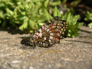 Zerynthia rumina / GB Gibraltar (auf Affenfelsen), 30. 04. 2012