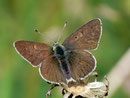 Lycaena tityrus subalpinus (Brauner Feuerfalter, Männchen) / CH UR Urserental bei Realp 1500 m, 29. 06. 2012